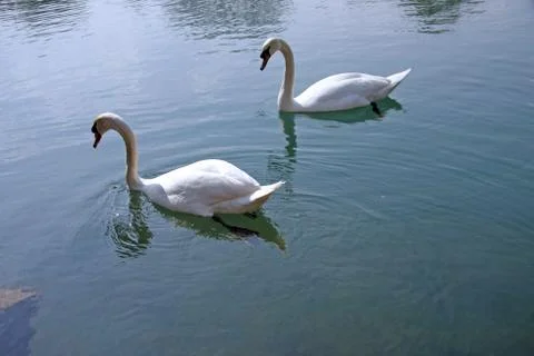 Swans Stock Photos