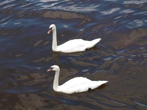 Swans Stock Photos