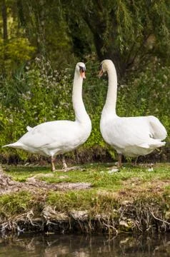 Swans Stock Photos