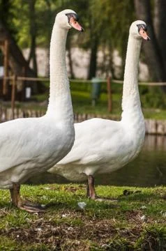 Swans Stock Photos