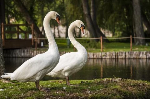 Swans Stock Photos