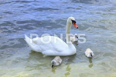 Swans Stock Photos