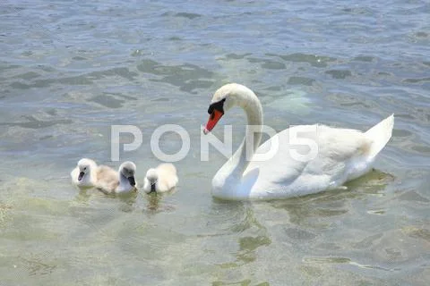 Swans Stock Photos