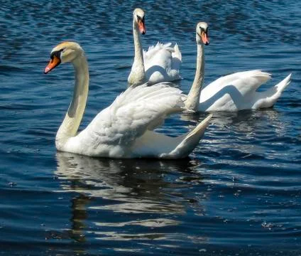 Swans Stock Photos