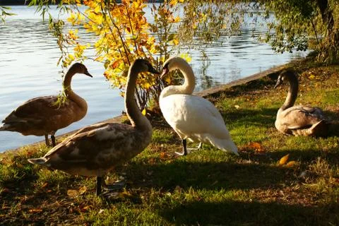 Swans Foto stock