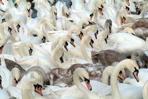 Swans Stock Photos