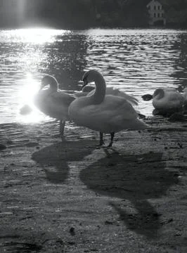 Swans Stock Photos