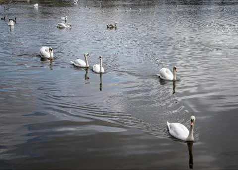 Swans Stock Photos