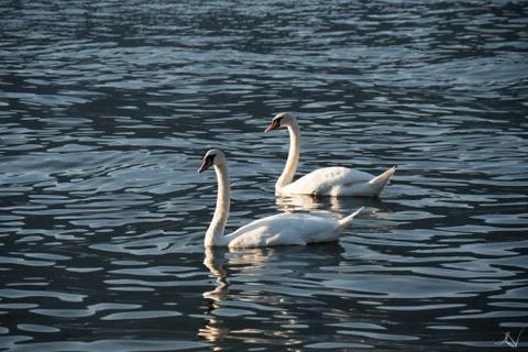 Swans Stock Photos
