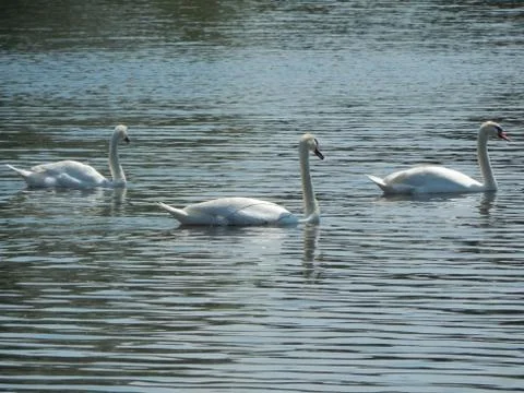 Swans Fotos de archivo