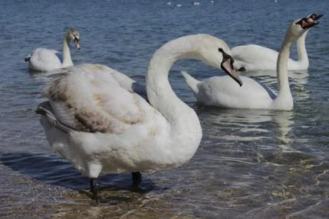 Swans Stock Photos