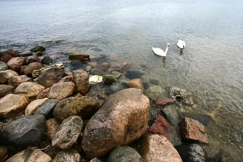 Swans Stock Photos