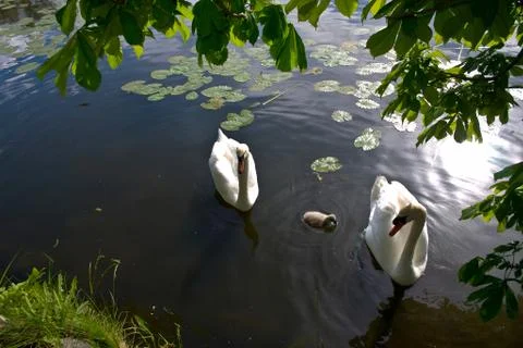 Swans Stock Photos
