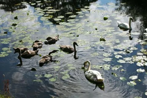 Swans Stock Photos