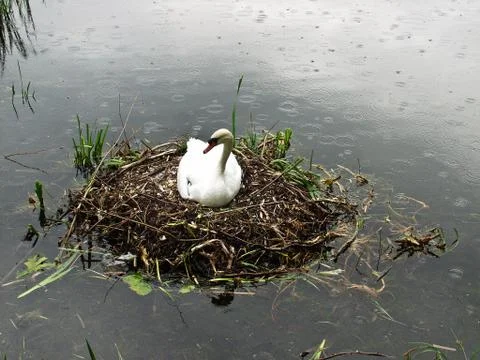 Swans Stock Photos
