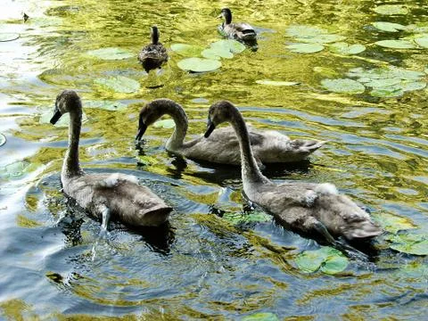 Swans Stock Photos