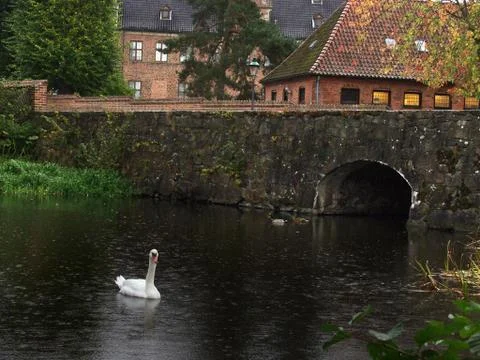 Swans Stock Photos