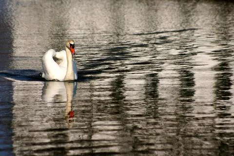 Swans Stock Photos