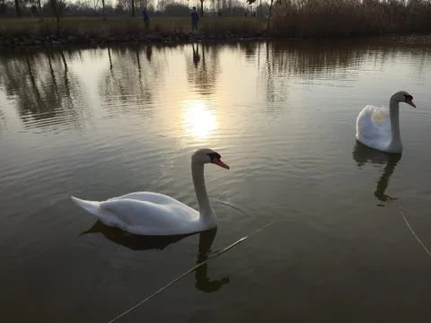 Swans Stock Photos