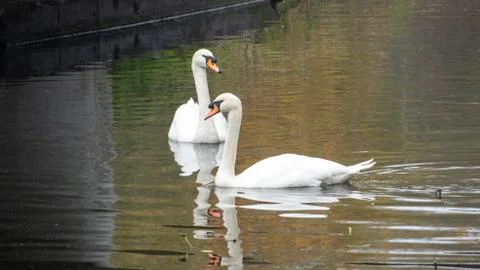 Swans Stock Photos