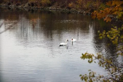 Swans Stock Photos