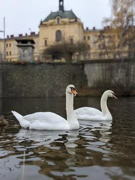 Swans. Stock Photos