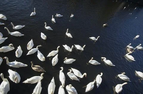 Swans Stock Photos