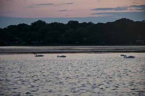 Swans Stock Photos