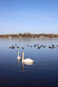 Swans Stock Photos