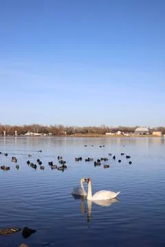 Swans Stock Photos