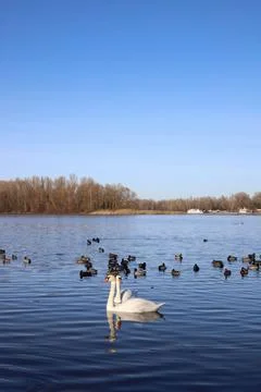 Swans Stock Photos