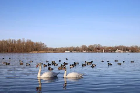 Swans Stock Photos