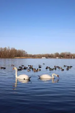 Swans Stock Photos