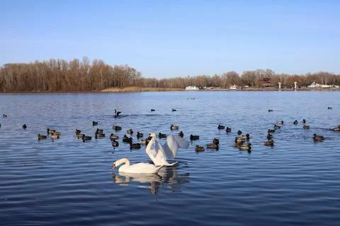 Swans Stock Photos