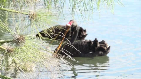 Swans playing with grass in slow motion Stock Footage 11798845