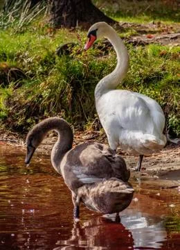 Swans in Poland Stock Photos