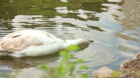 Swans on a pond 2 Stock Footage 37825632