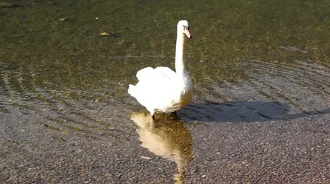 Swans on the pond. 動画素材 11370718