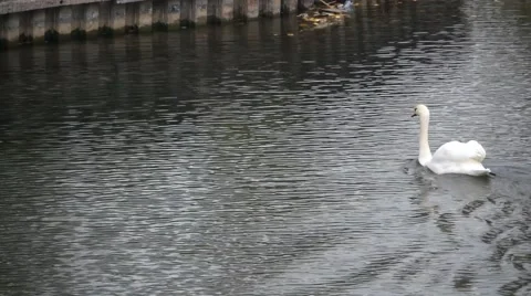 Swans on a Pond Stock Footage 46503550