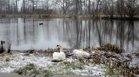 Swans on a pond Stock Footage 48955770