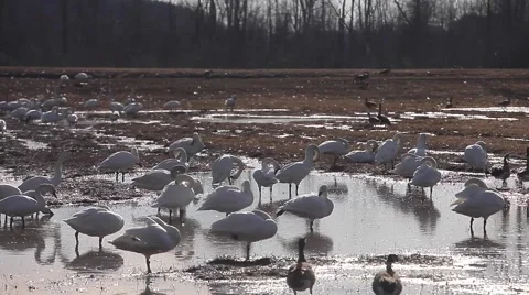 Swans in the pond Stock Footage 49339023