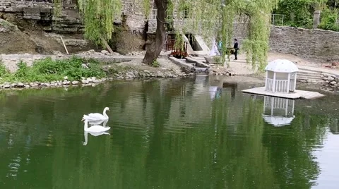 Swans on the pond. Stock Footage 50109651