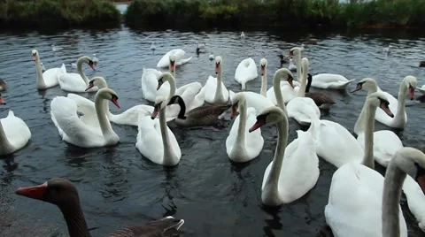 Swans on a pond. Video stock 62063999