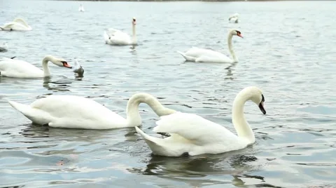 Swans on a pond. Stock Footage 62064005