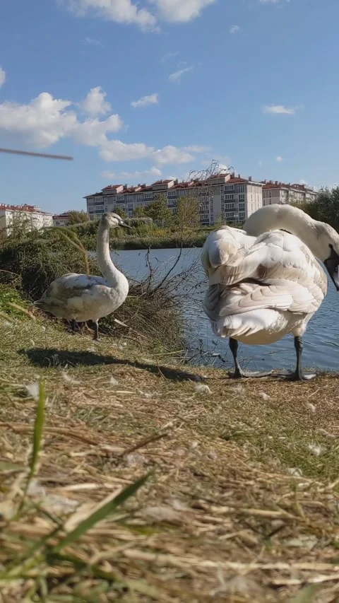 Swans on the pond Stock Footage 164143887