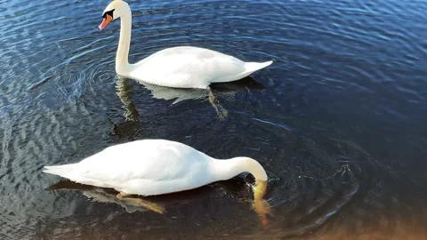 Swans at pond Stock Footage 220173874