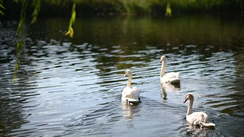 Swans in pond in the Hamptons 動画素材 172226113