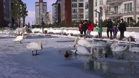 Swans on a pond in a park in winter Stock Footage 71293351