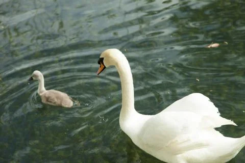 Swans in a pond Stock Photos