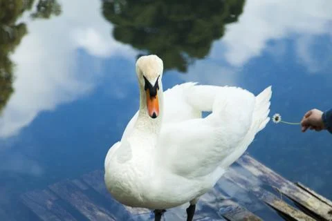 Swans in a pond Stock Photos